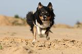 BORDER COLLIE 398